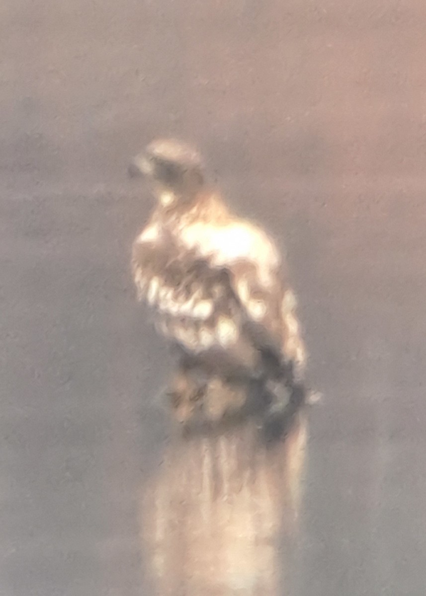Bald Eagle - ML611799777