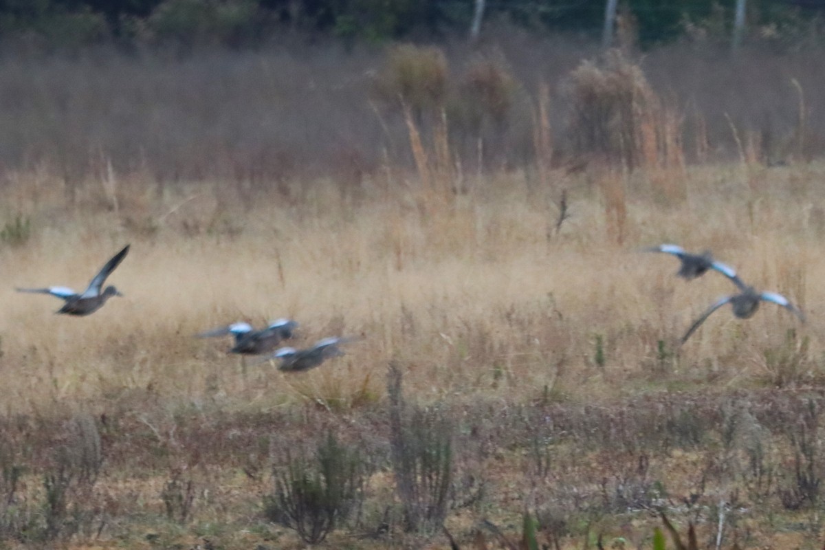 Blue-winged Teal - ML611799816