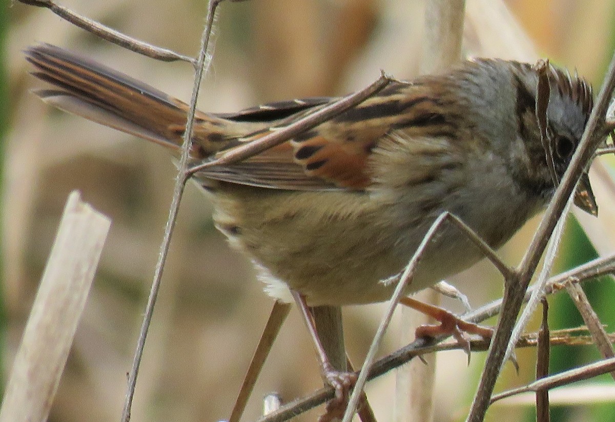 Swamp Sparrow - James Asmuth