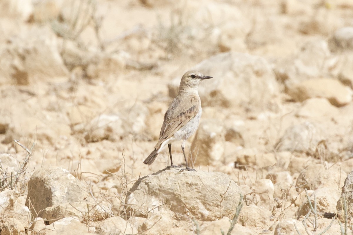 White-crowned Wheatear - ML611799924