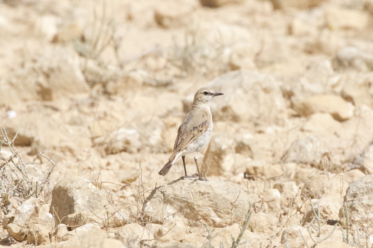 White-crowned Wheatear - ML611799925