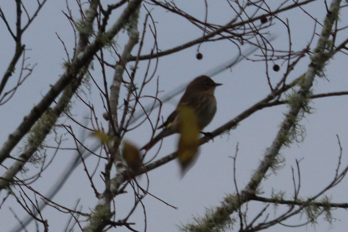 Yellow-rumped Warbler (Myrtle) - ML611799946