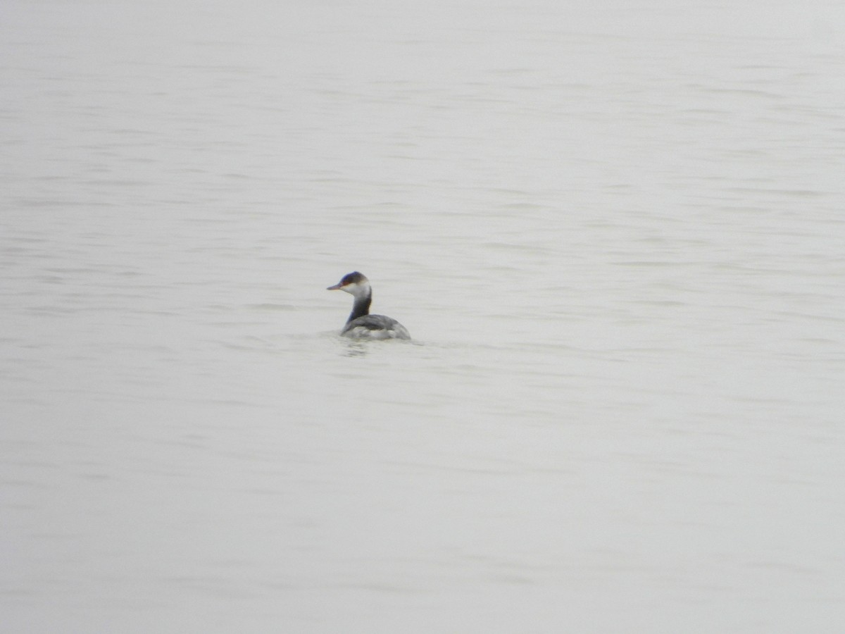 Horned Grebe - Brad DeHaan