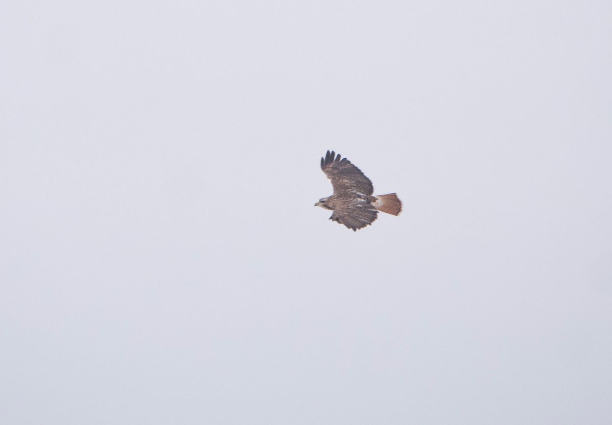 Red-tailed Hawk - ML611799970