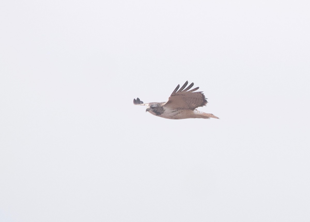 Red-tailed Hawk - ML611799971