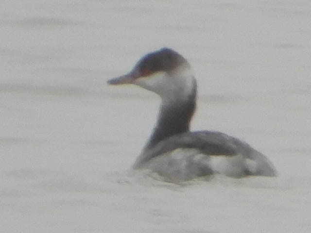 Horned Grebe - Brad DeHaan