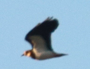 Northern Lapwing - ML611799979