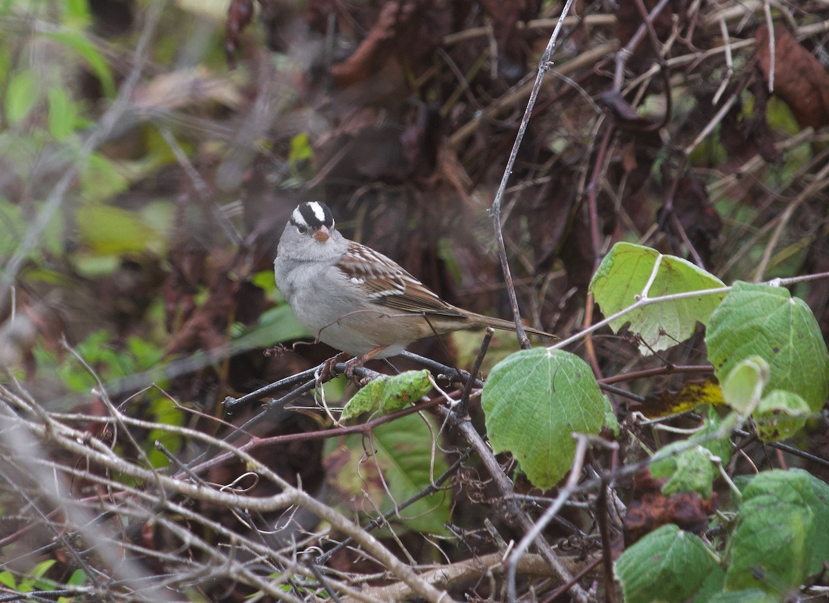 White-crowned Sparrow (Gambel's) - Gautam Apte