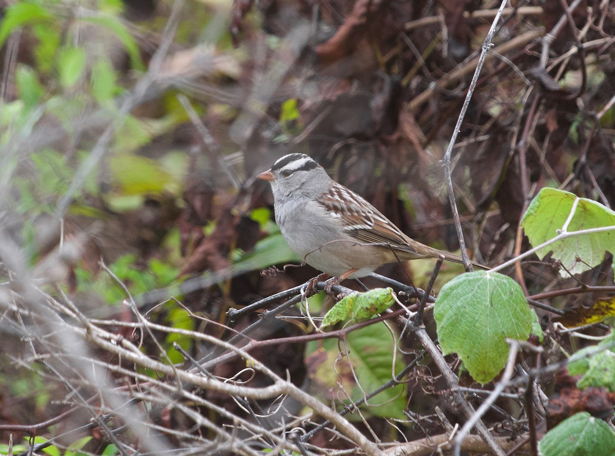 White-crowned Sparrow (Gambel's) - ML611799981