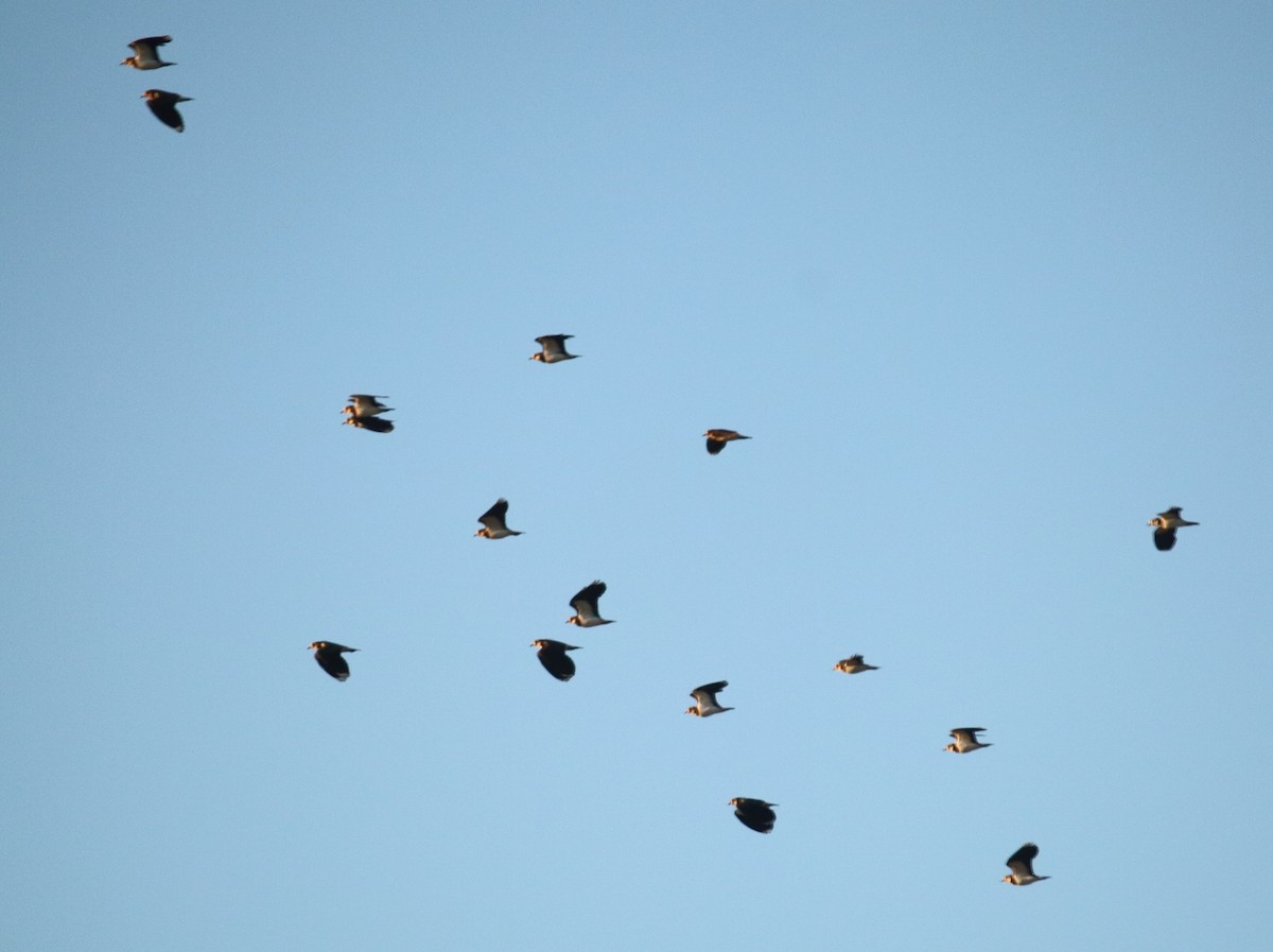 Northern Lapwing - ML611800018