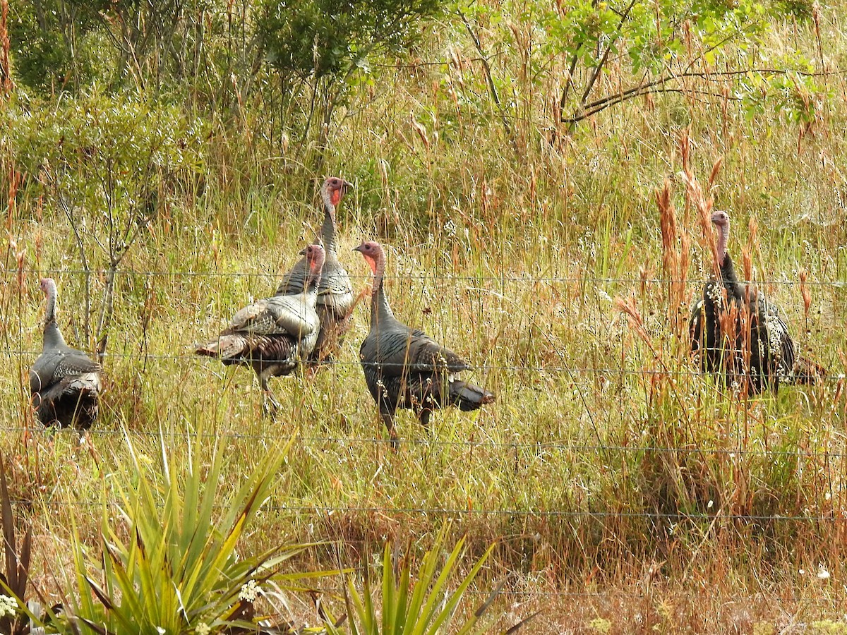 Wild Turkey - ML611800047