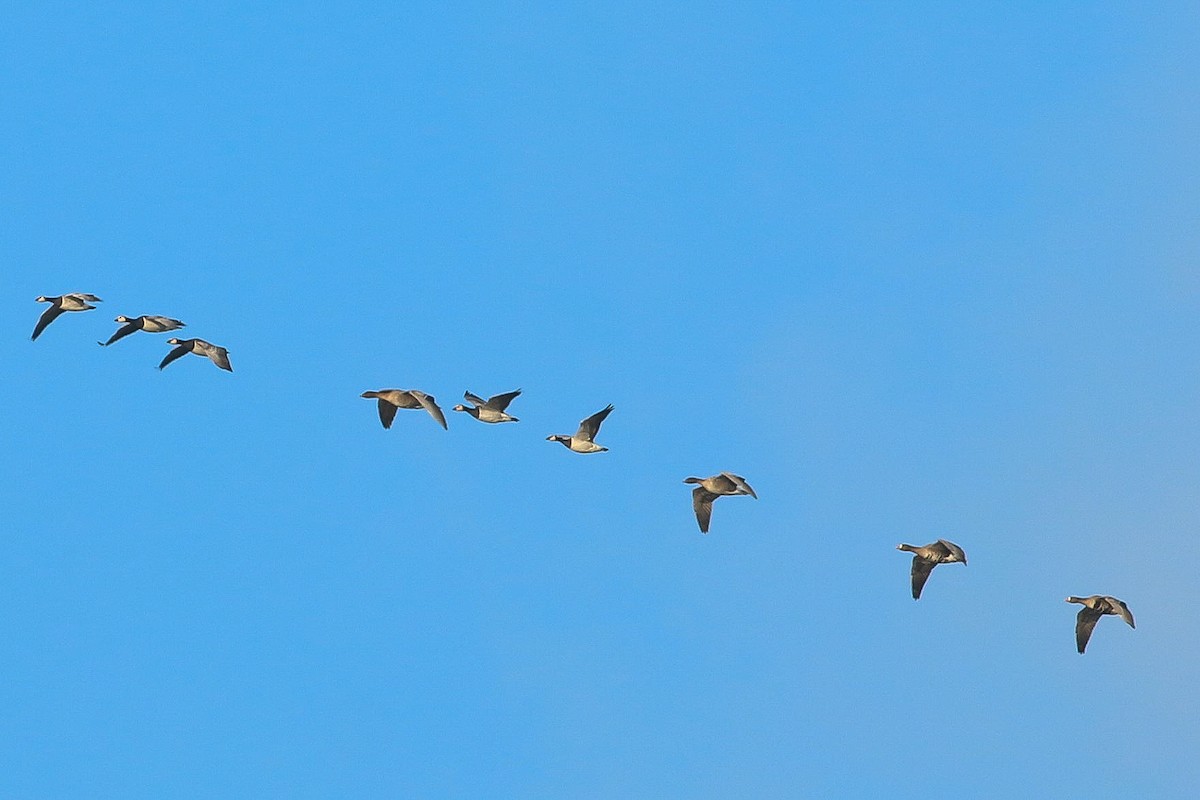 Pink-footed Goose - ML611800122