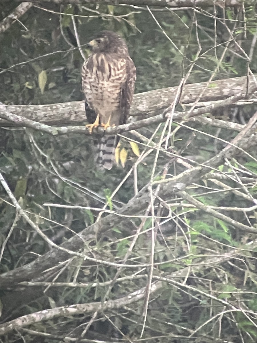 Roadside Hawk - ML611800150