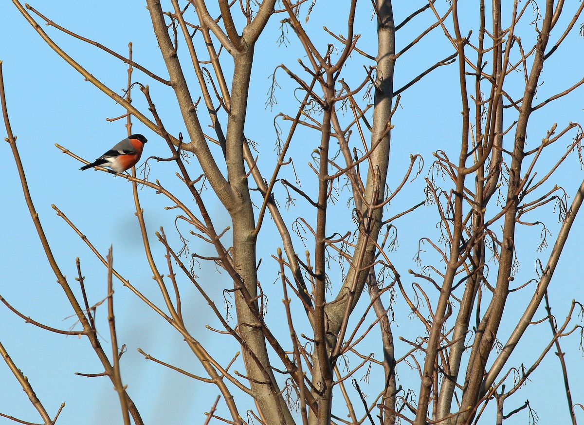 Eurasian Bullfinch - ML611800173