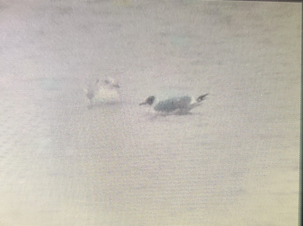 Franklin's Gull - ML611800177