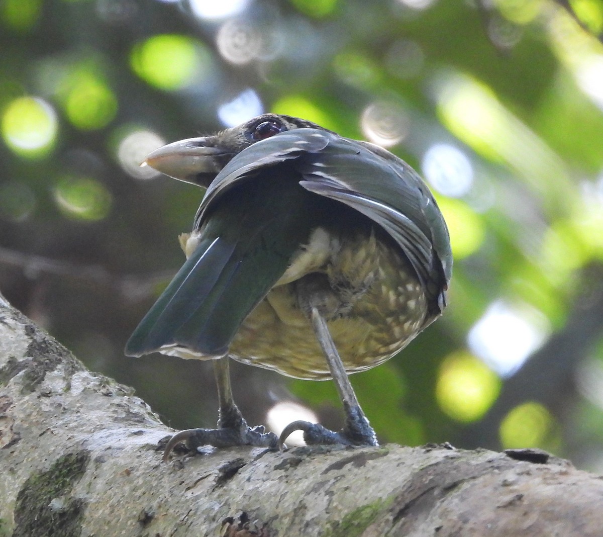 Spotted Catbird - ML611800250