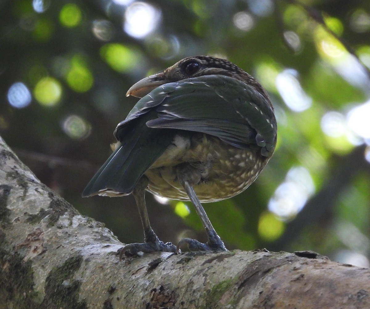 Spotted Catbird - ML611800251