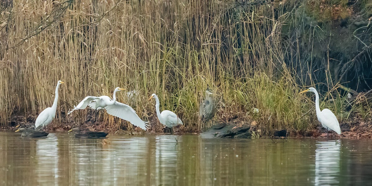 Great Egret - ML611800284