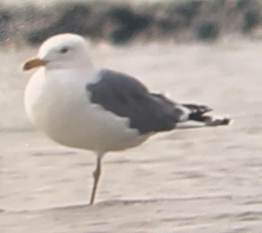 Lesser Black-backed Gull (Steppe) - ML611800290