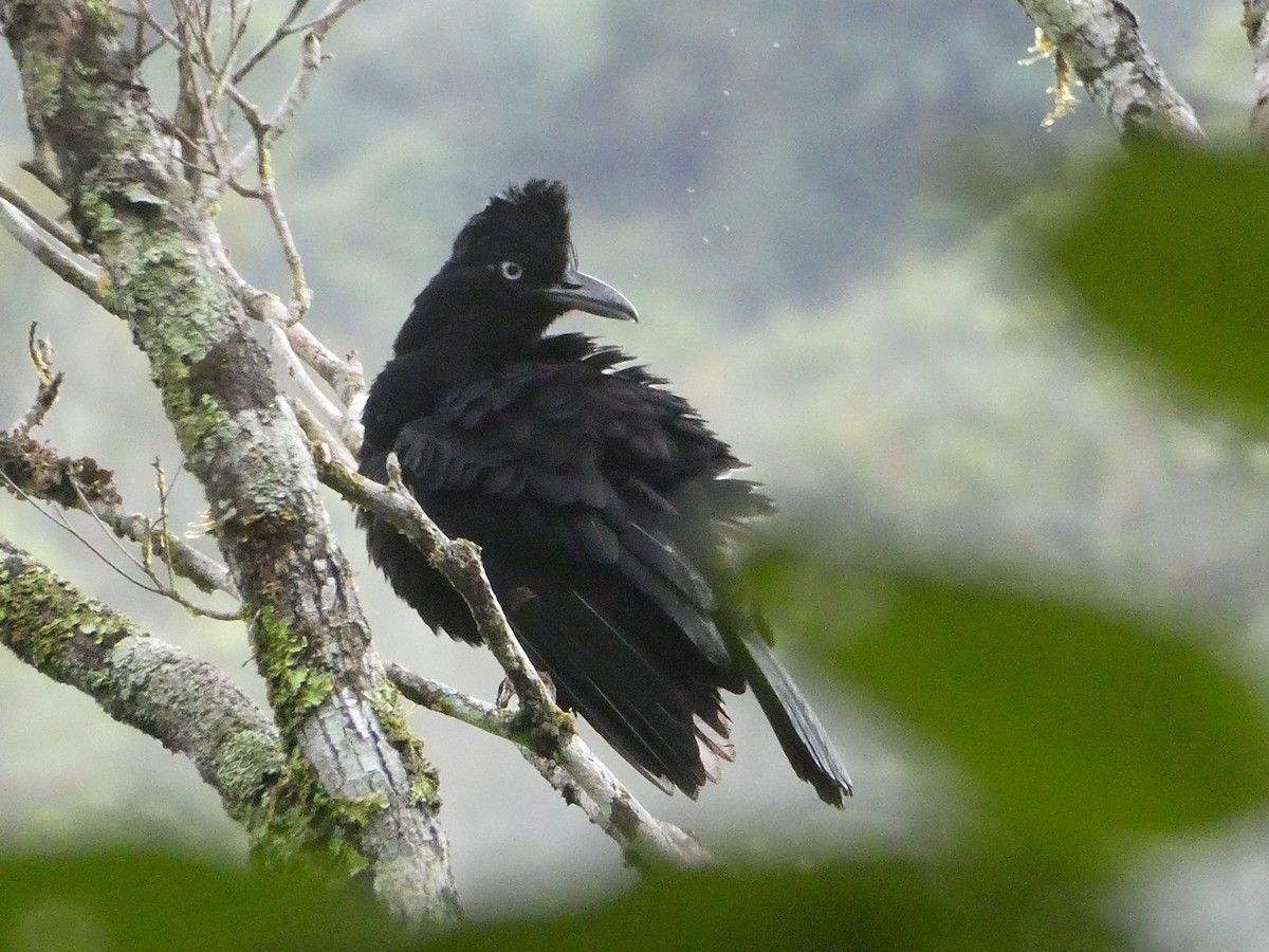 Amazonian Umbrellabird - ML611800295