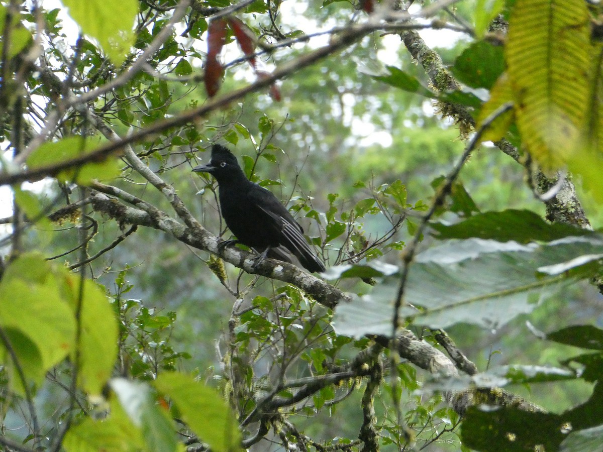 Amazonian Umbrellabird - ML611800308