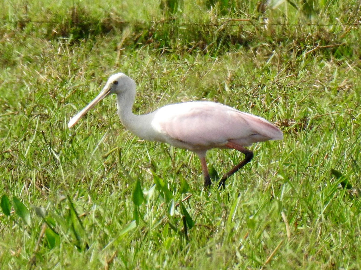 Roseate Spoonbill - ML611800317