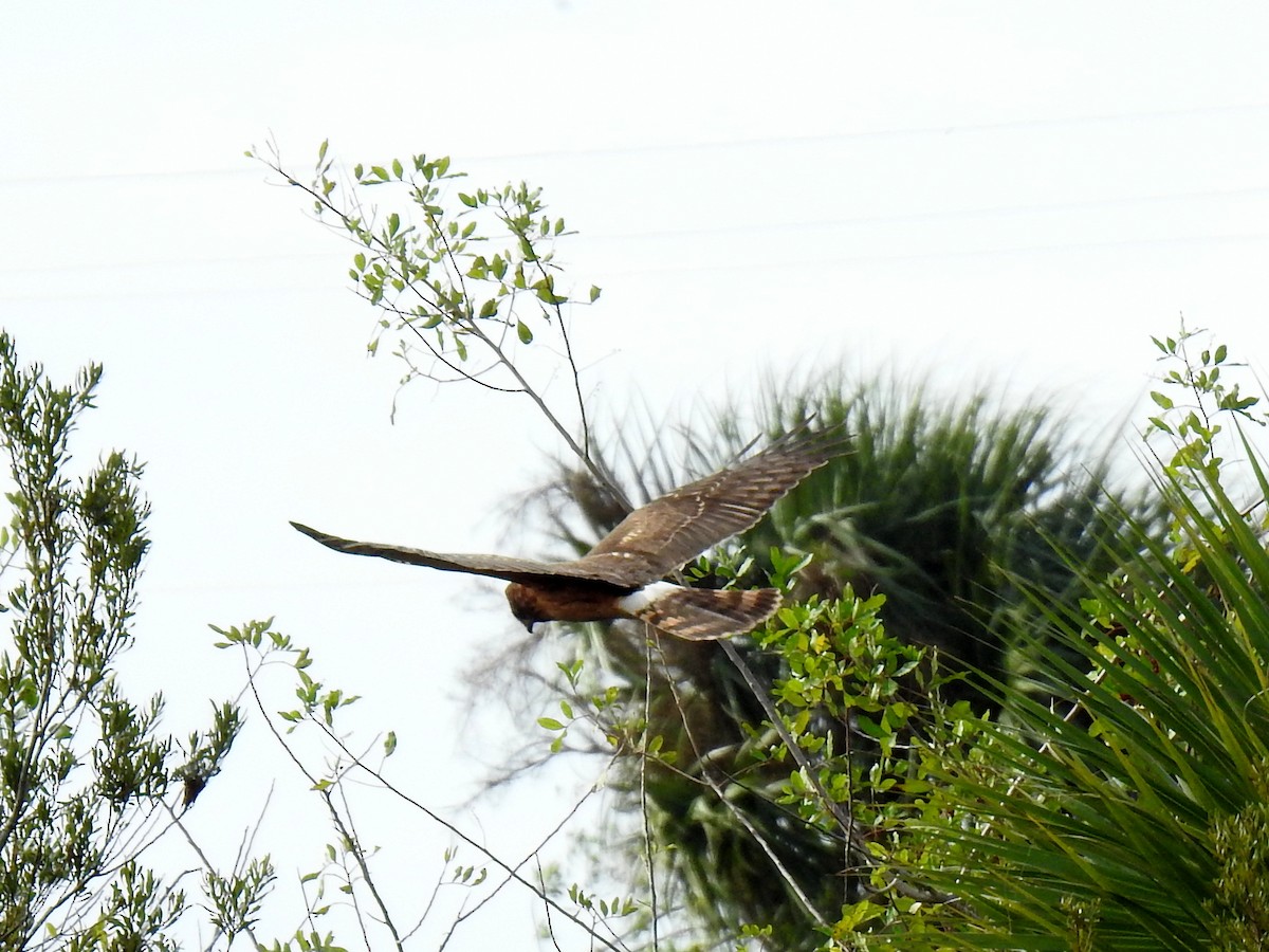 Northern Harrier - ML611800333