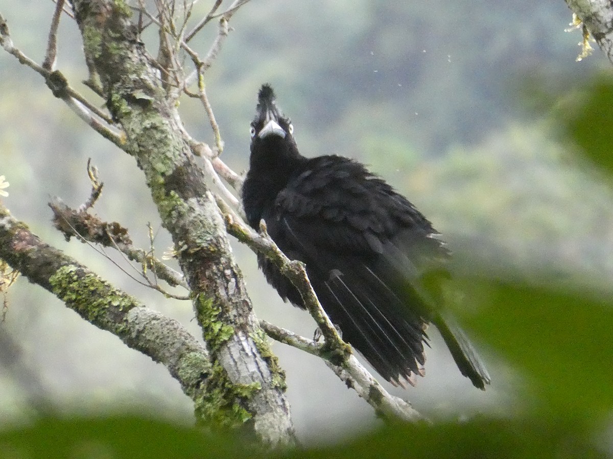 Amazonian Umbrellabird - ML611800369