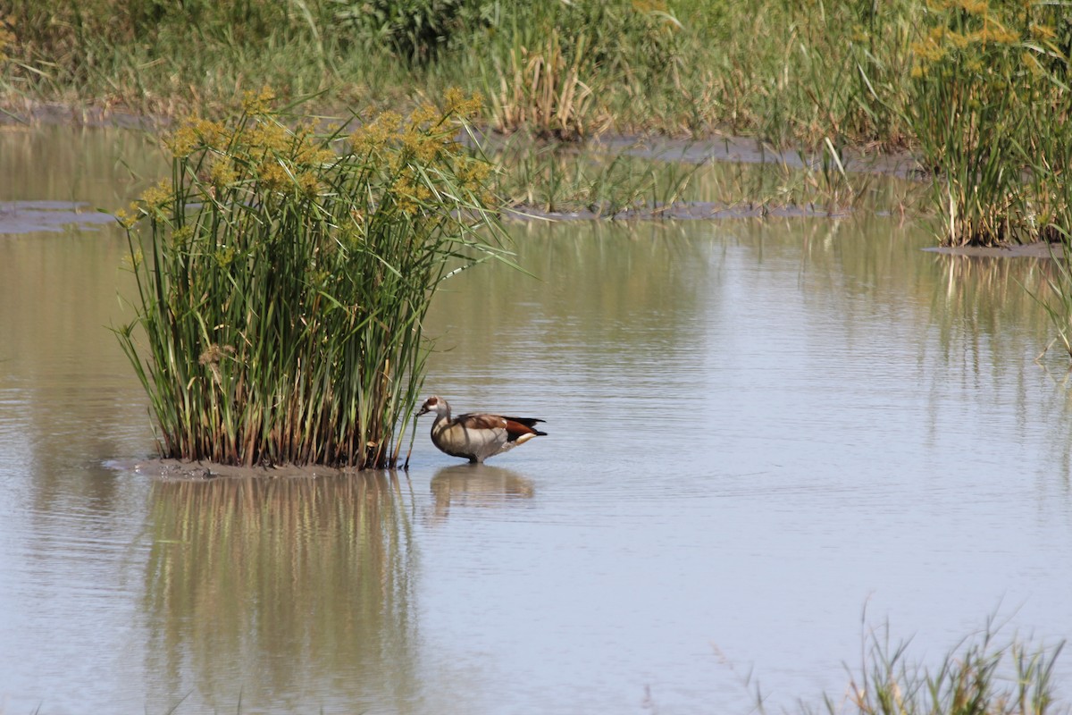 Egyptian Goose - ML611800430