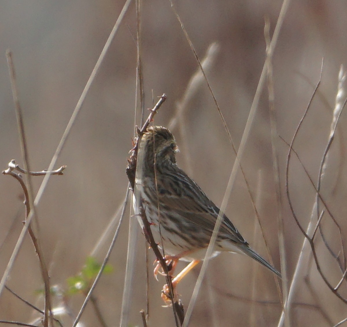 Savannah Sparrow - ML611800522