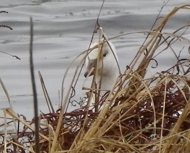 Ross's Goose - ML611800569