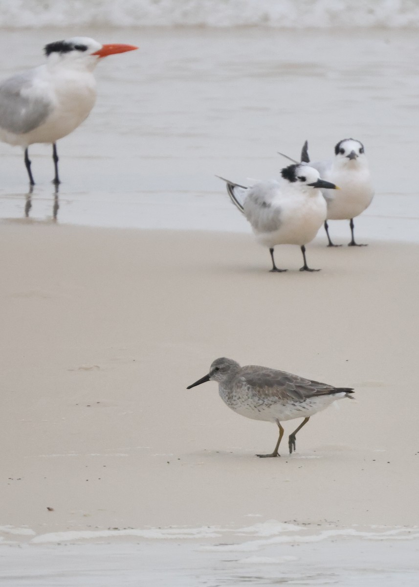 Red Knot - ML611800621