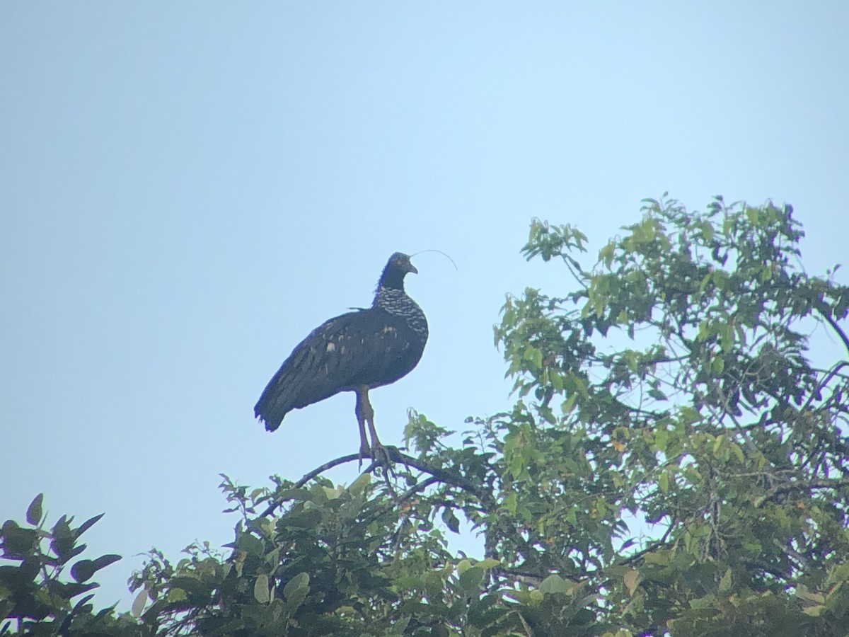 Horned Screamer - ML611800649