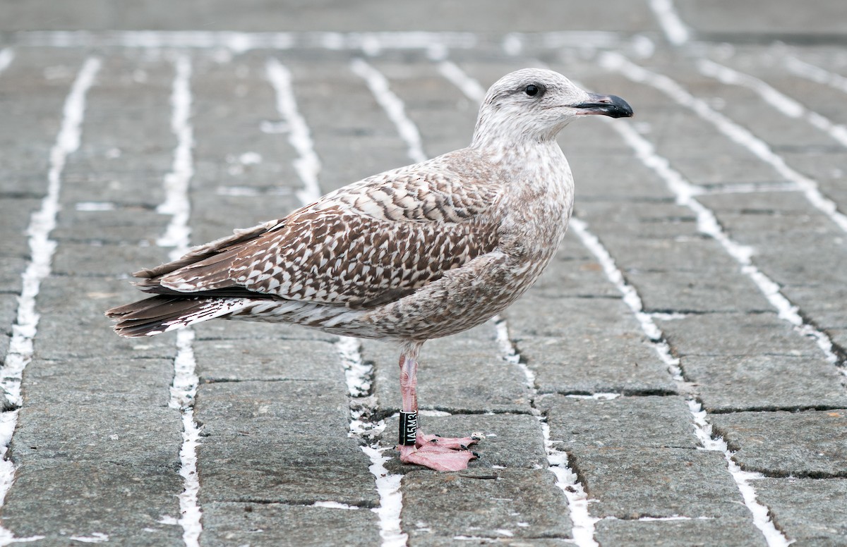 Herring Gull (European) - ML611800707