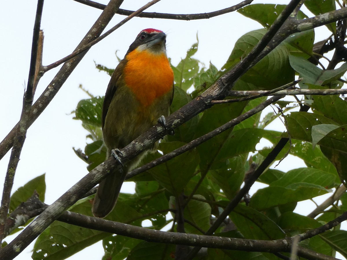 Scarlet-crowned Barbet - Julie-ann Bauer