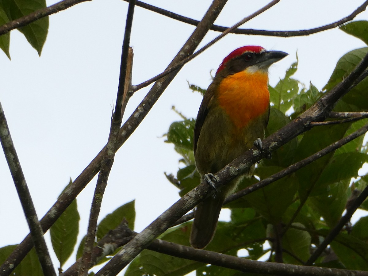 Scarlet-crowned Barbet - Julie-ann Bauer