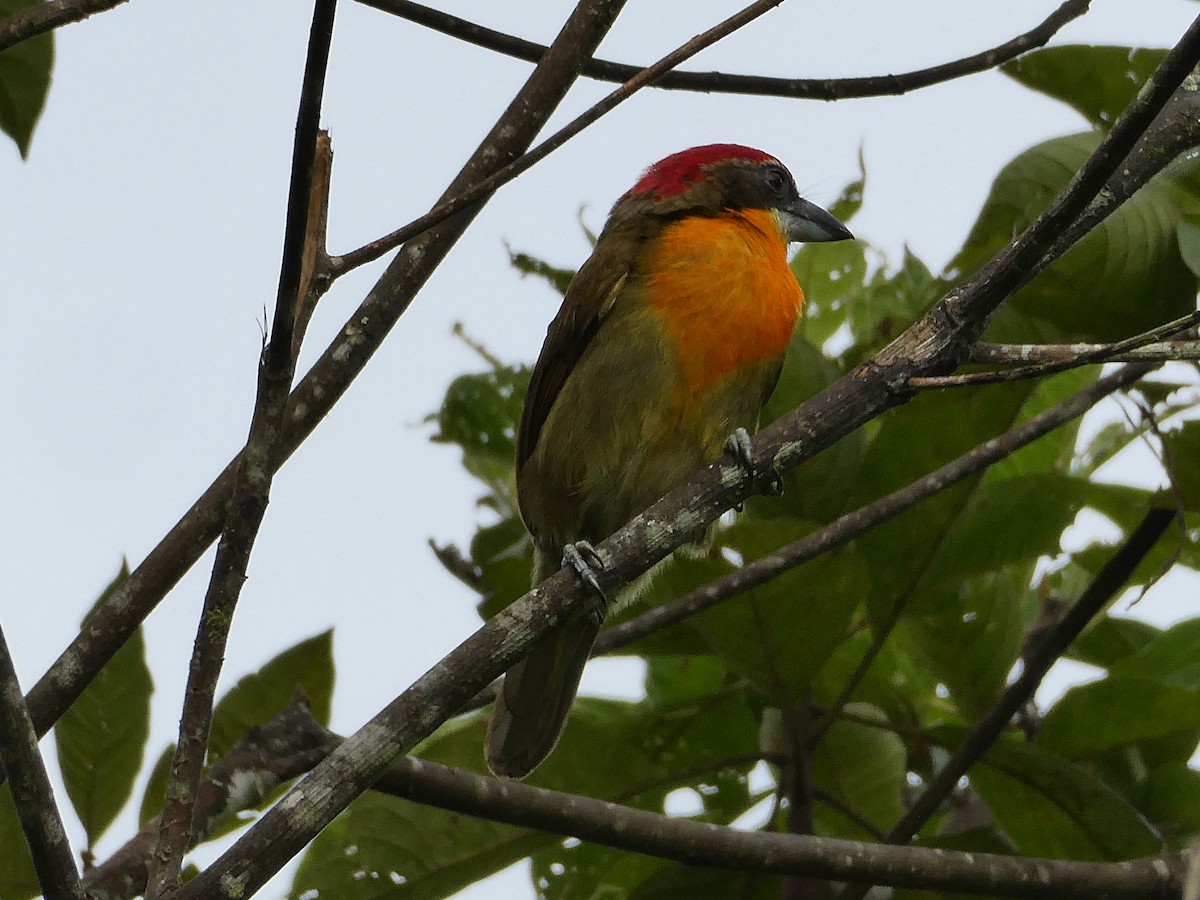 Scarlet-crowned Barbet - Julie-ann Bauer