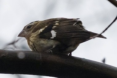 Rose-breasted Grosbeak - Bill Massaro