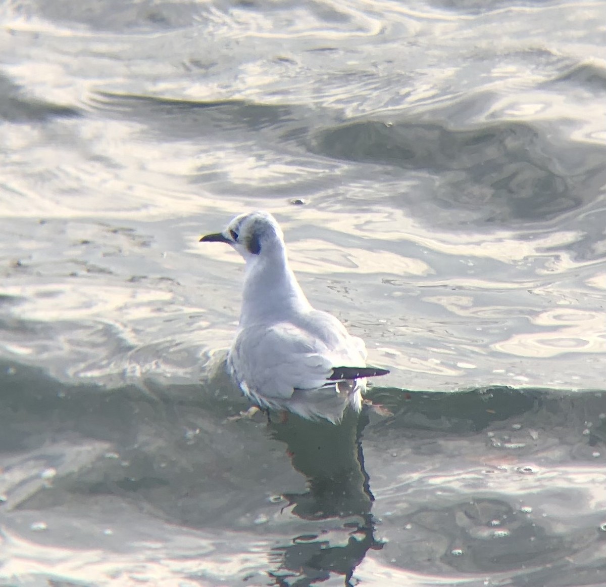 Bonaparte's Gull - ML611800759