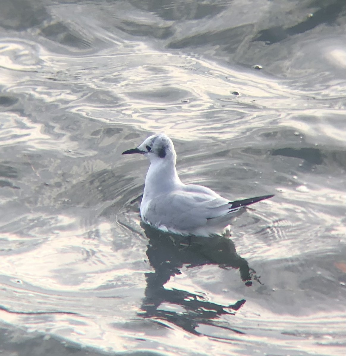 Bonaparte's Gull - ML611800760