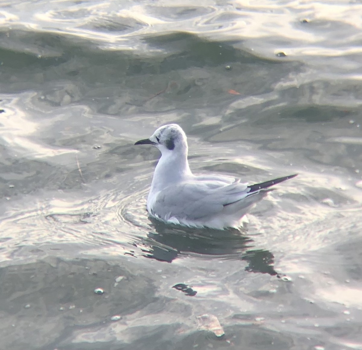 Bonaparte's Gull - ML611800761