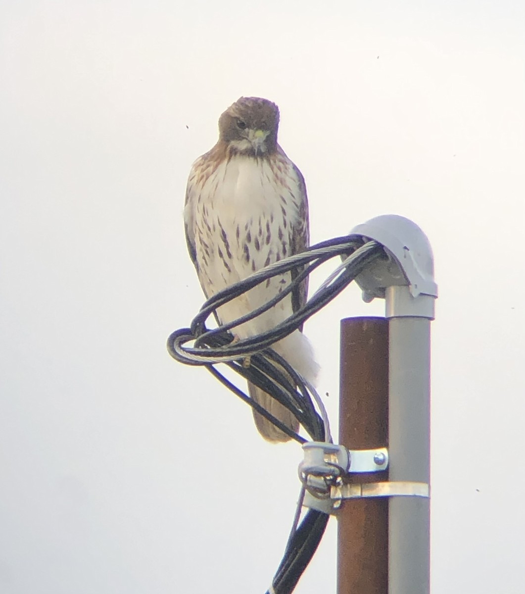 Red-tailed Hawk (borealis) - ML611800762