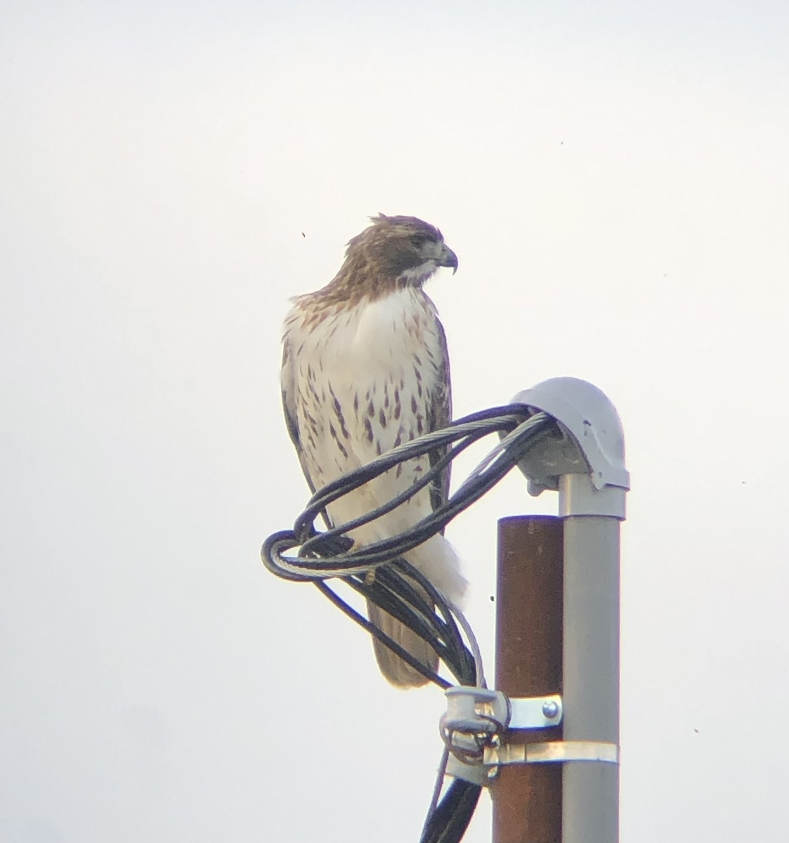 Red-tailed Hawk (borealis) - ML611800764