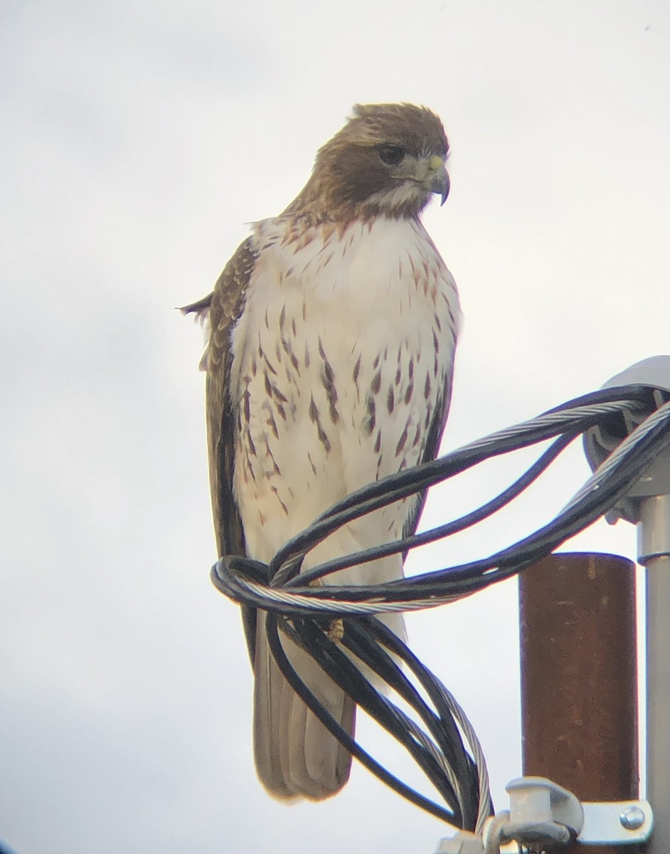 Red-tailed Hawk (borealis) - ML611800767
