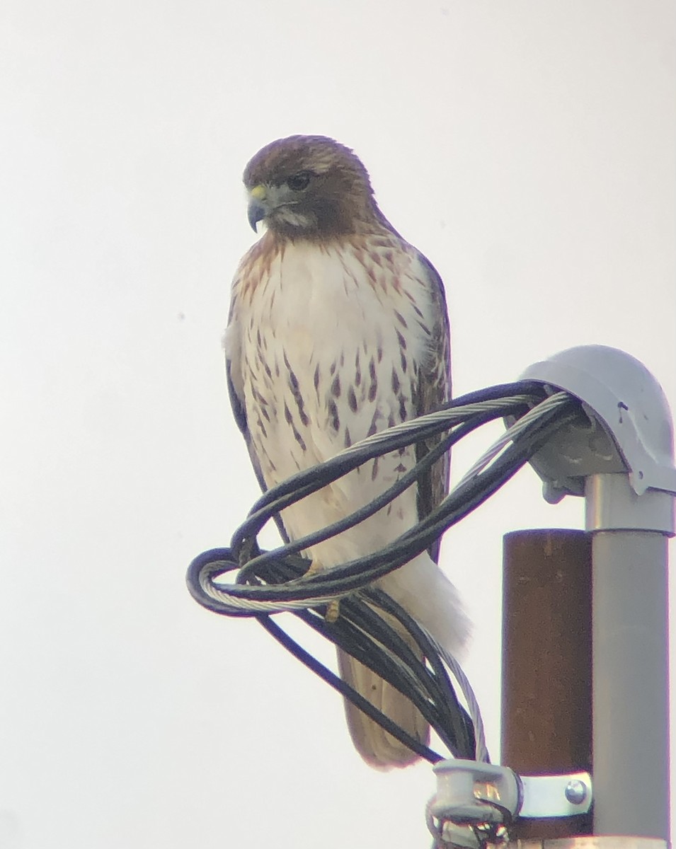 Red-tailed Hawk (borealis) - ML611800768