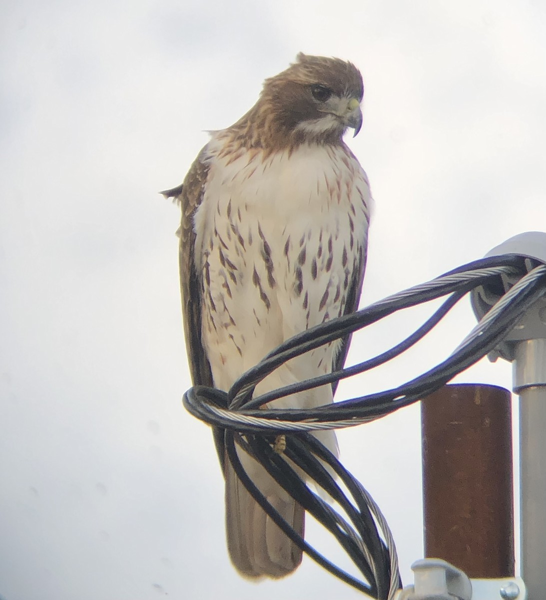 Red-tailed Hawk (borealis) - ML611800769