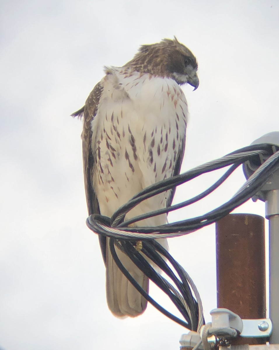 Red-tailed Hawk (borealis) - ML611800770