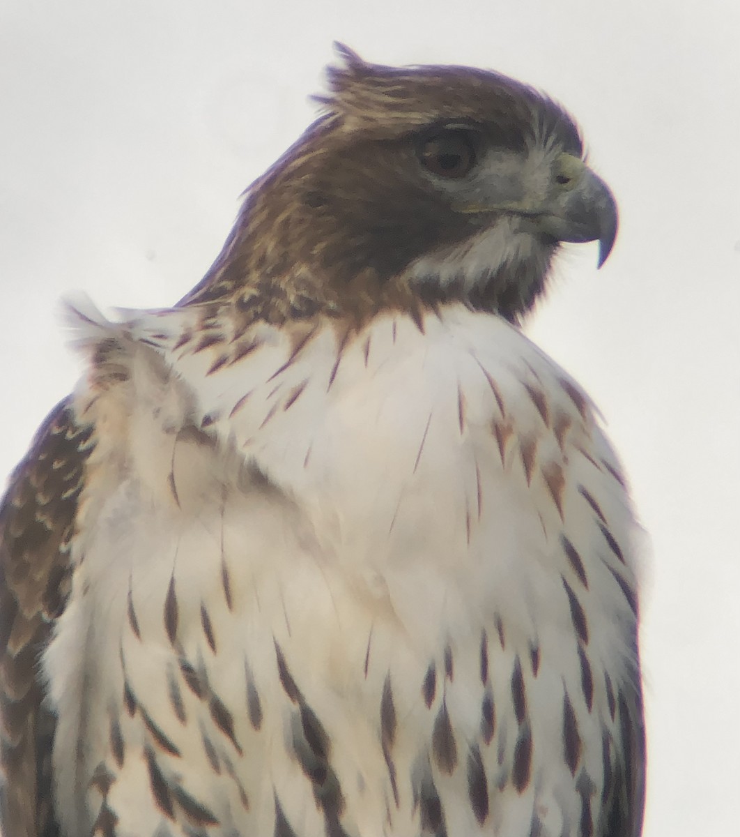 Red-tailed Hawk (borealis) - ML611800773