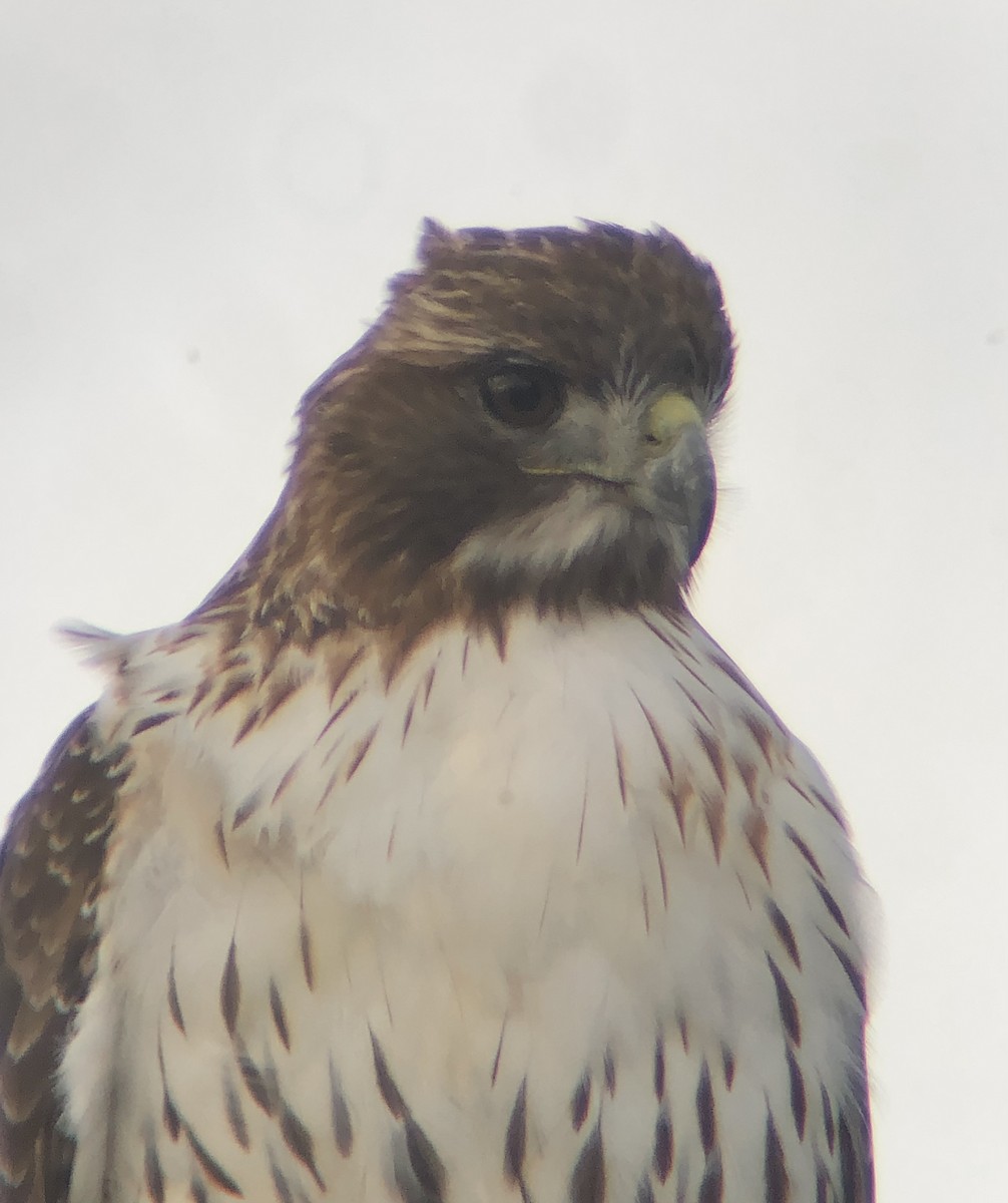 Red-tailed Hawk (borealis) - ML611800774