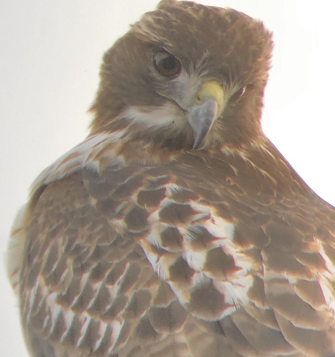 Red-tailed Hawk (borealis) - ML611800780